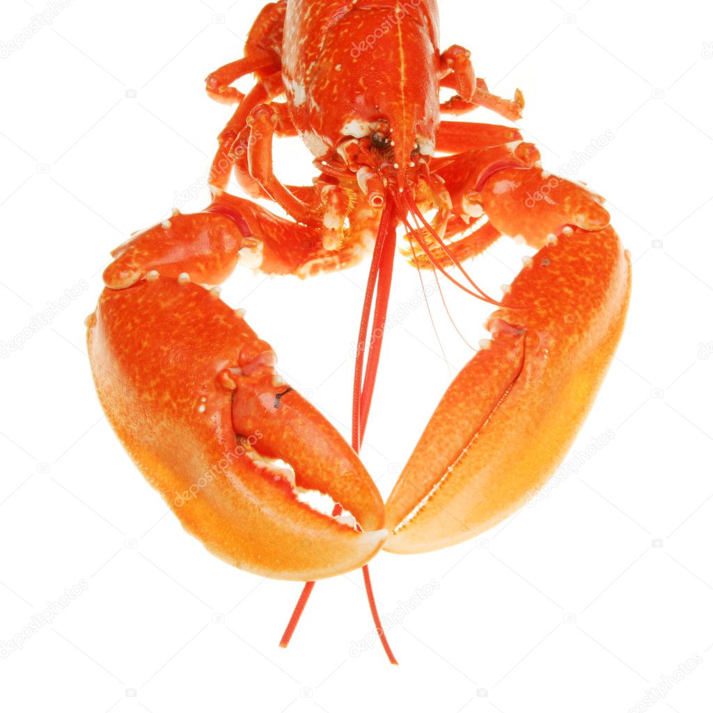 Lobster claws and head closeup — Stock Photo © griffin024 17182533
