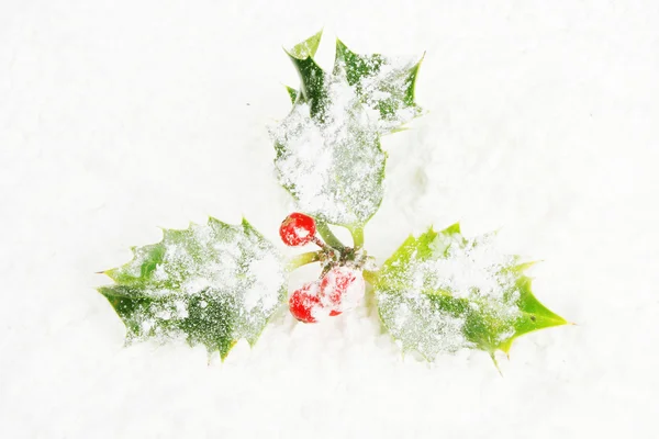 Holly in snow — Stock Photo, Image