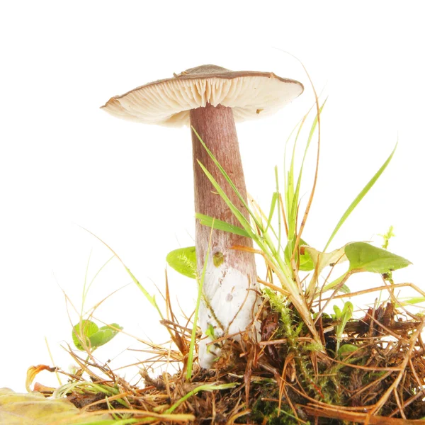 Meadow toadstool — Stock Photo, Image