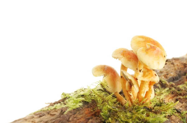 Kleine paddenstoel — Stockfoto