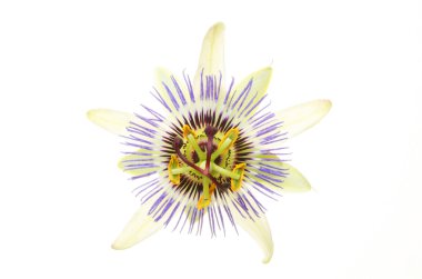 tutku çiçekflor de la pasión