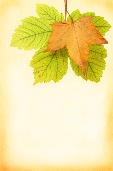 Cartaz de folha de outono — Fotografia de Stock