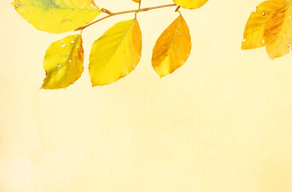 Faggio foglie contro pergamena — Foto Stock