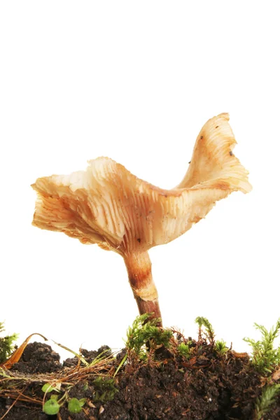 Buttercap fungi — Stock Photo, Image