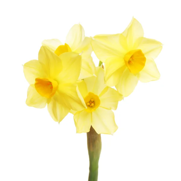 Daffodil — Fotografie, imagine de stoc