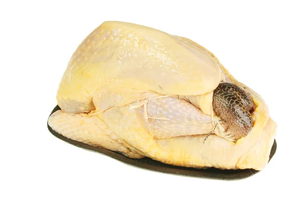 Gallo de Guinea — Foto de Stock