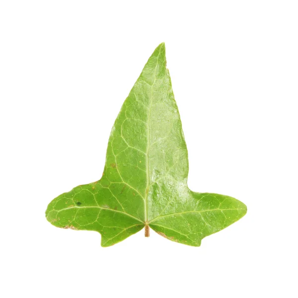 Ivy leaf — Stock Photo, Image