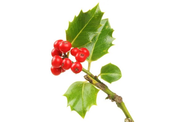 Holly sprig — Stock Photo, Image