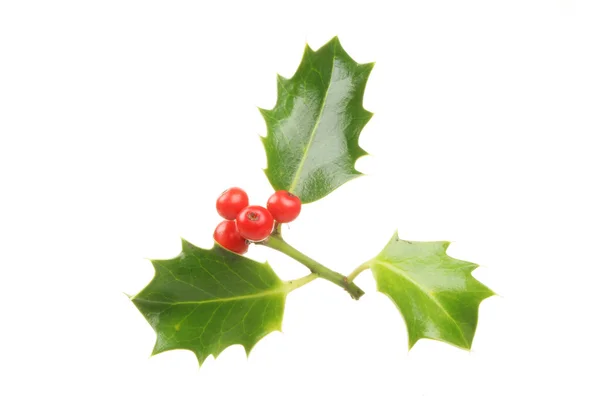 Holly — Stock Photo, Image