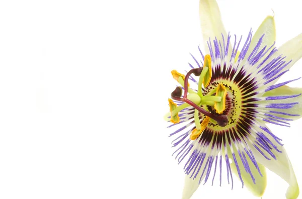 Passion flower closeup — Stock Photo, Image
