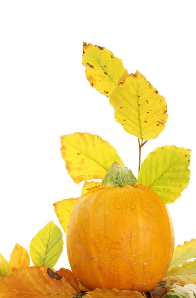 Pumpkin and leaves — Stock Photo, Image