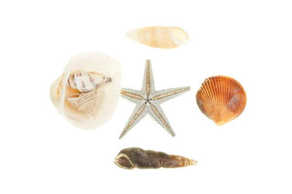 Seashells — Stock Photo, Image