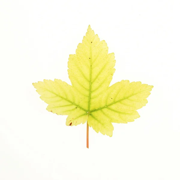 Sycamore leaf — Stock Photo, Image