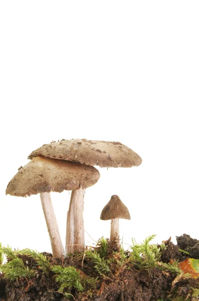 Drie paddenstoel portret — Stockfoto