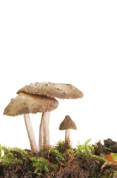 3 toadstools 초상화 — 스톡 사진