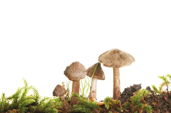 Toadstools — Stock fotografie