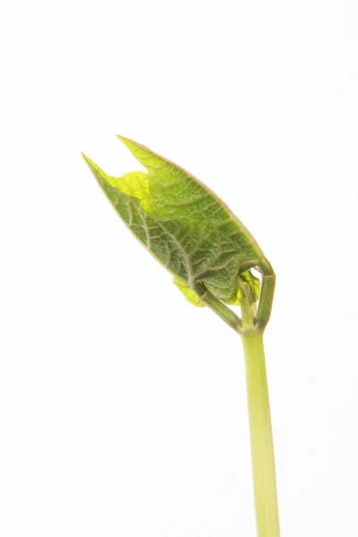 Seedling Close up — Stock Photo, Image