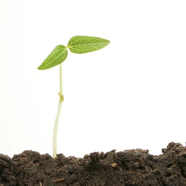 Single seedling — Stock Photo, Image