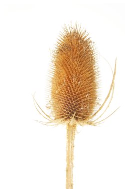 kurutulmuş thistle