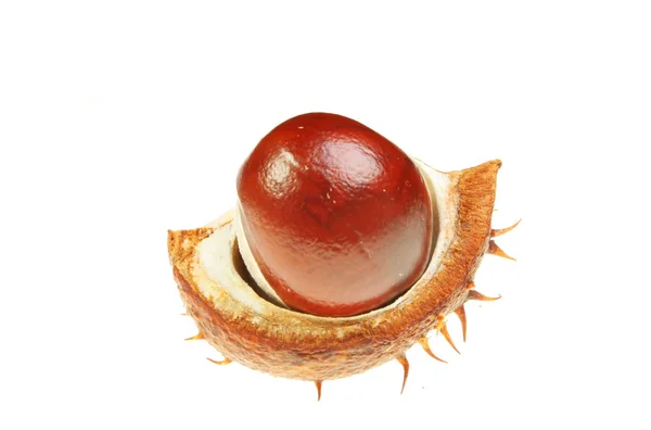 Conker in husk — Stock Photo, Image