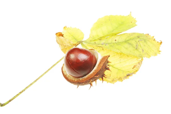 Conker on leaf — Stock Photo, Image