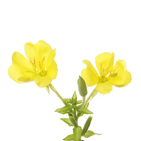 akşam çuha çiçeği