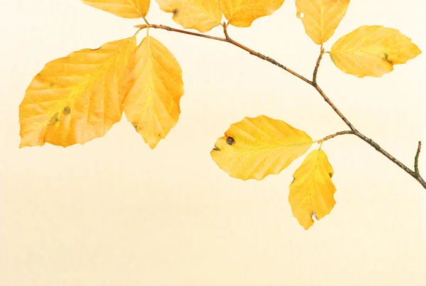 Autunno foglie di faggio — Foto Stock