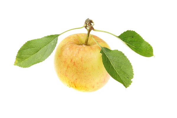 Apfel und Blätter — Stockfoto