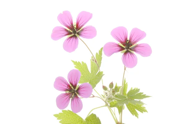 Geranium — Stock Photo, Image