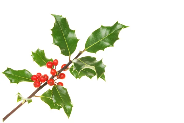 Holly sprig — Stock Photo, Image