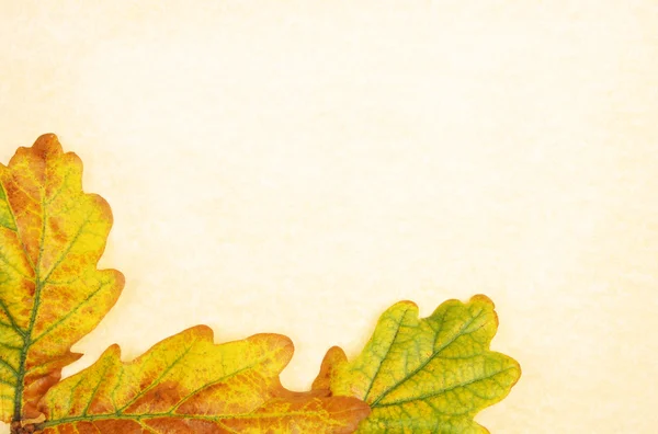 Eichenblätter auf Pergament — Stockfoto