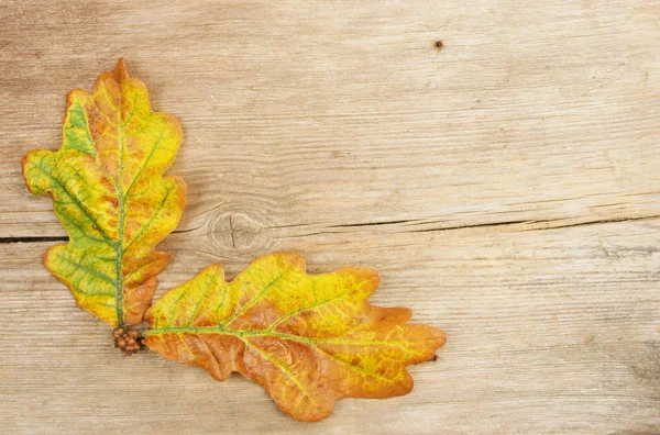 Oak leaves on wood — Stock Photo, Image