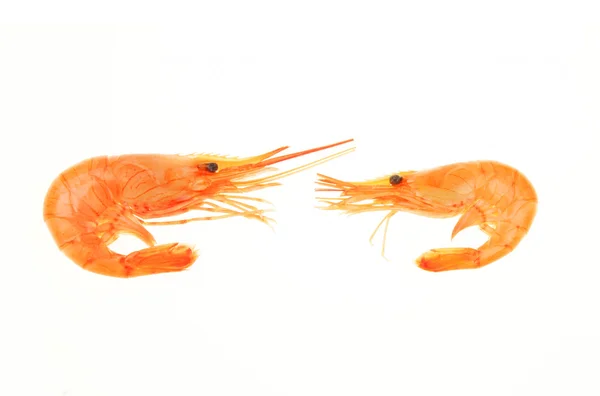 Prawns — Stock Photo, Image