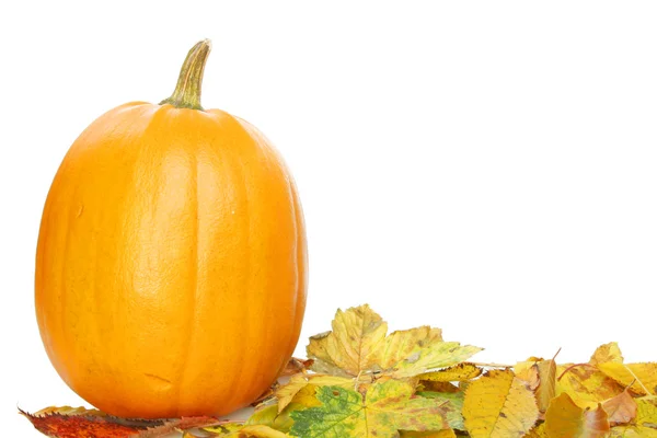 Pumpkin and leaves — Stock Photo, Image