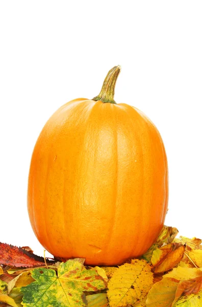 Pumpkin on leaves — Stock Photo, Image