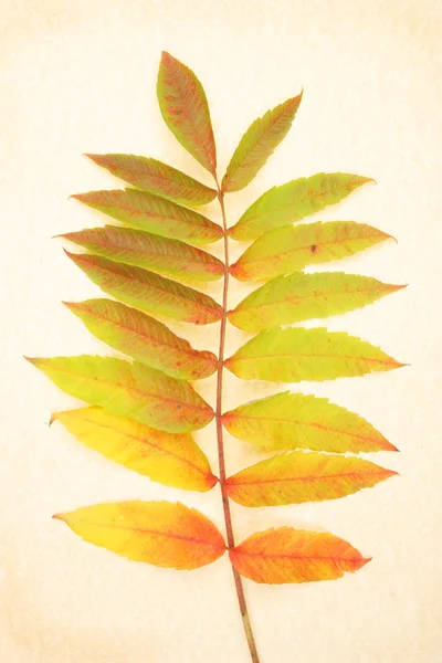 Rhus leaves on parchment — Stock Photo, Image