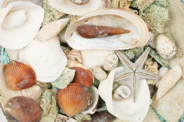 Sea shells — Stock Photo, Image