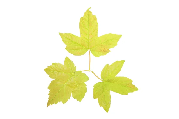 Three Sycamore leaves — Stock Photo, Image