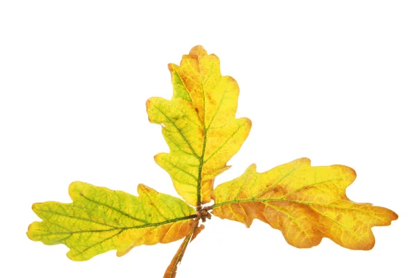 Trio de feuilles de chêne — Photo