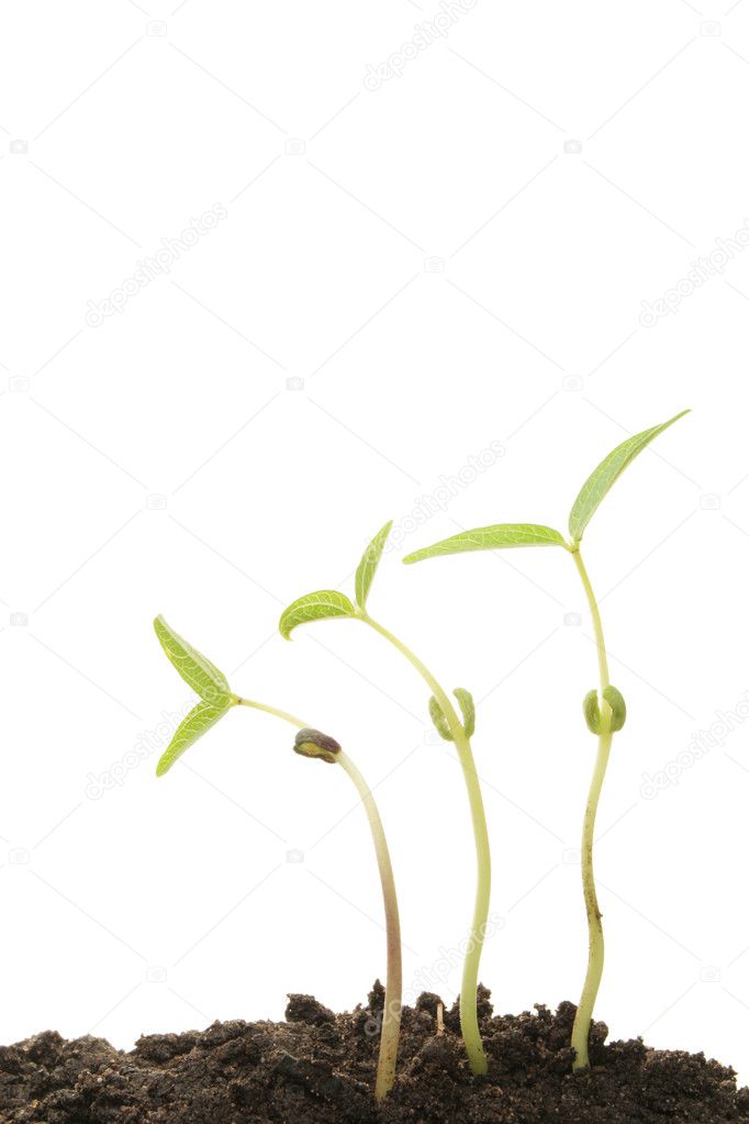 Mung bean seedlings