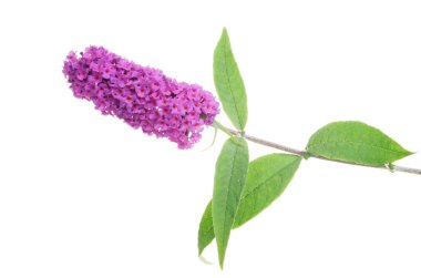 Buddleja