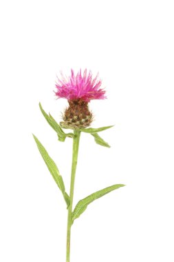 Thistle çiçek