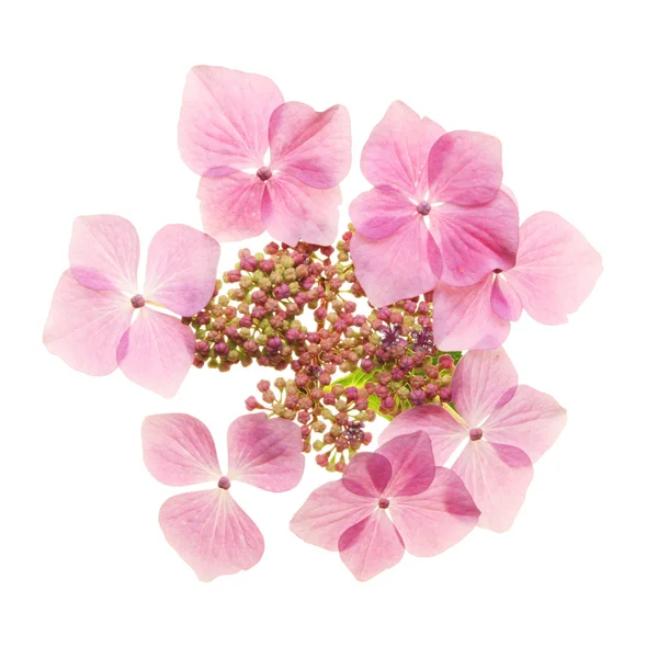 Hydrangea — Stock Photo, Image