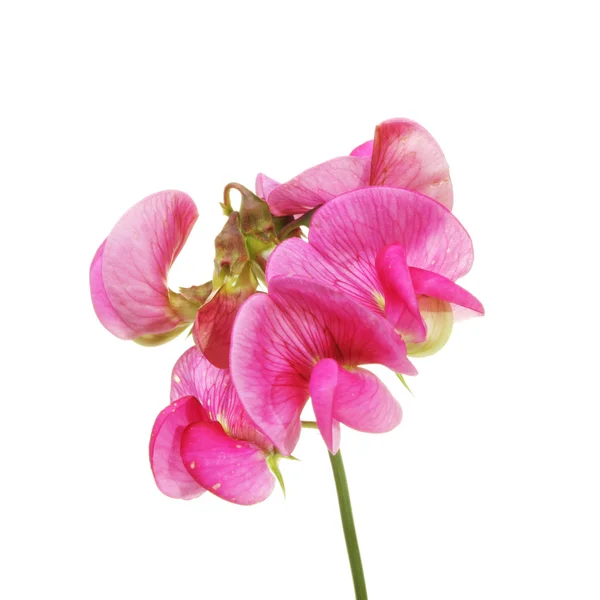 Sweet Pea — Stock Photo, Image