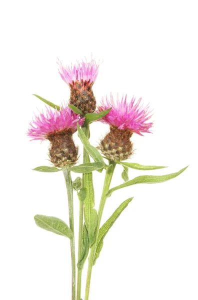 Thistle flowers — Stock Photo, Image