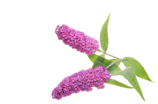 Buddleja dwa — Zdjęcie stockowe