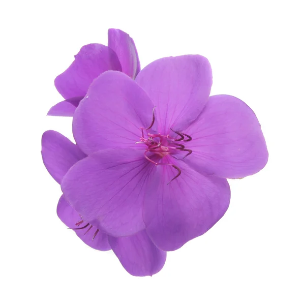 Flor púrpura aislada — Foto de Stock
