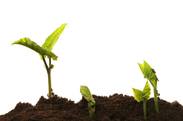 Seedlings in soil — Stock Photo, Image