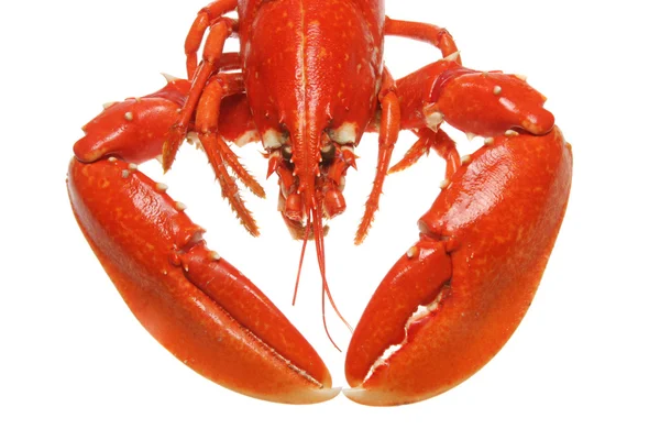 Lobster head and claws — Stock Photo, Image