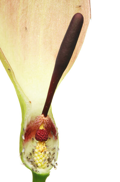 Арум Макулатум
